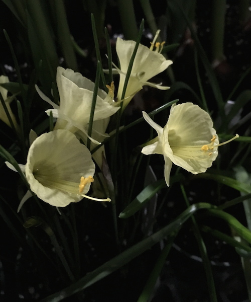 narcissus flowers Faye Wolfe.jpg