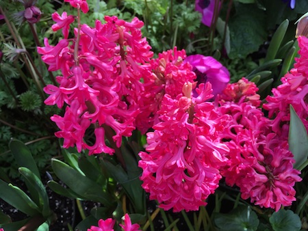 pink hyacinths Faye Wolfe