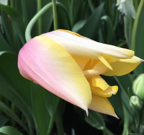pink tulip Faye Wolfe