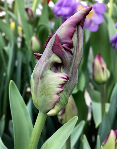 purple tulip bud Faye Wolfe