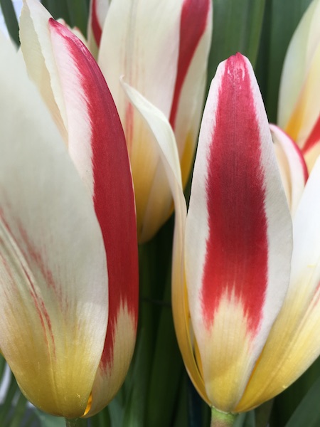 tulips_Faye_Wolfe