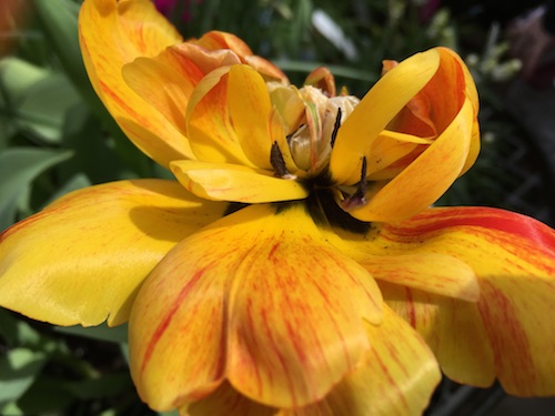 yellow tulip Faye Wolfe