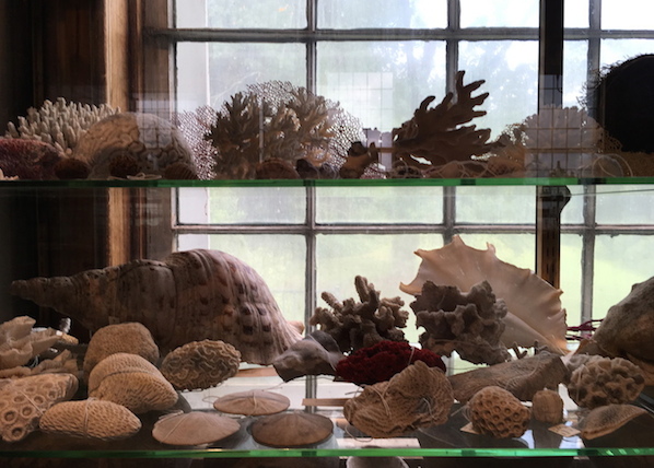 shells-Skinner-Museum_Faye-wolfe.jpg